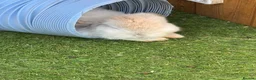 French Lop rabbits for sale: French lop - Advert 11