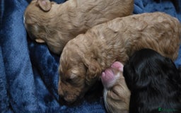 Cockapoo dogs for sale: Gorgous Cockerpoo Puppies - Image 2