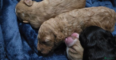 Cockapoo dogs - Advert 7