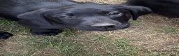 Labrador Retriever dogs for sale: DRAKESHEAD LABRADOR RETRIEVER - Advert 16