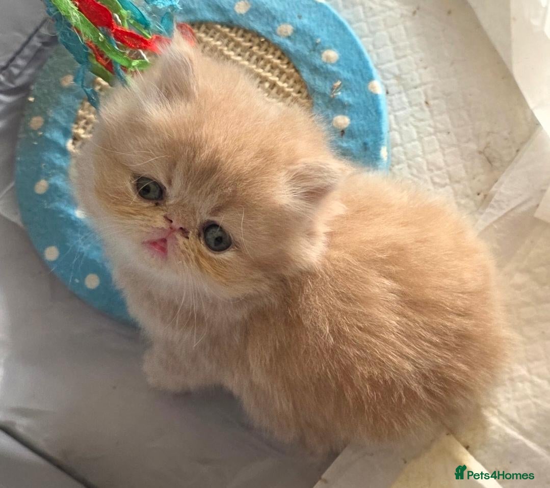 Persian cats Gorgeous persian kittens - Advert 15