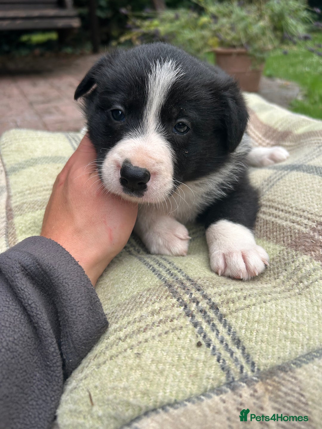 Border Collie dogs for sale: Border Collie - Image 32