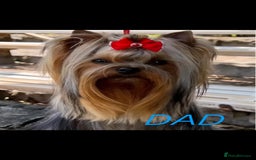 Yorkshire Terrier dogs for sale: 6 Beautiful yorkshire terrier puppy’s, 3 LEFT!!! - Image 6