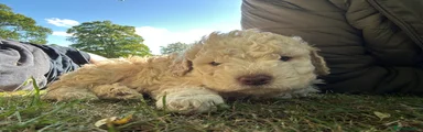 Lagotto Romagnolo 4