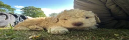 Lagotto Romagnolo dogs for sale: 5 beautiful Lagotto boys - Advert 4