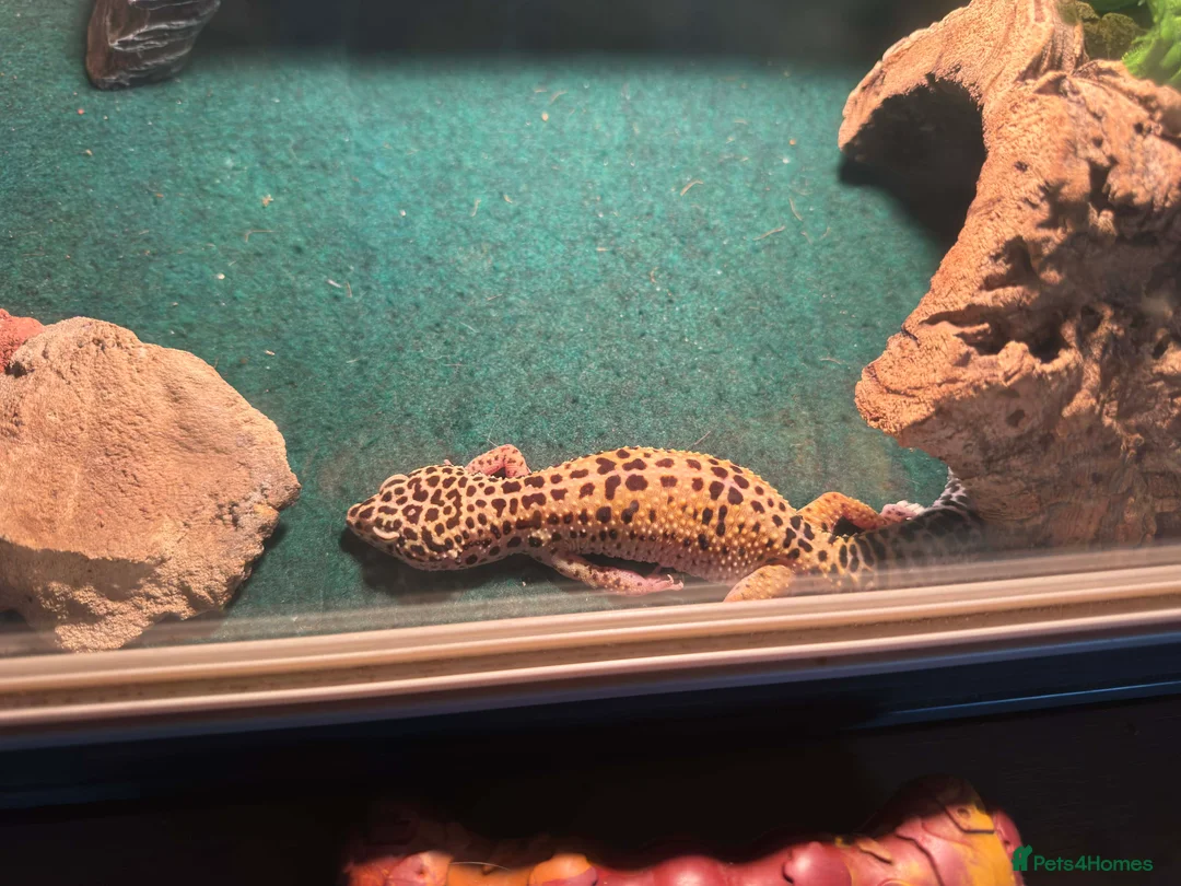 Leopard Gecko reptiles for sale: Leopard geko  in Kettering - Advert 2