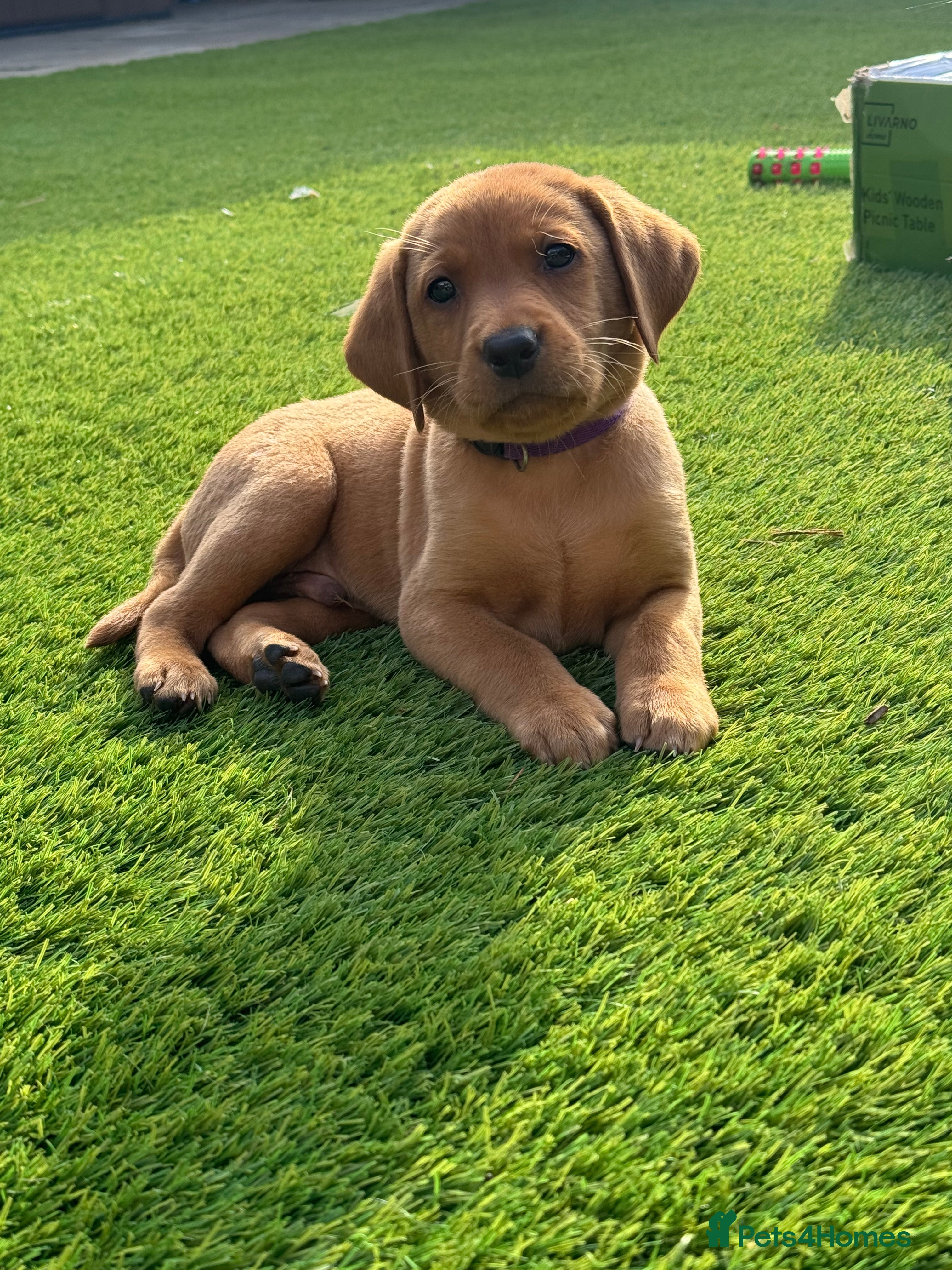 Labrador Retriever dogs Fox red Labrador puppies  - Advert 3