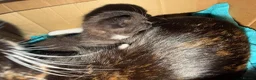Mixed Breed cats for sale: Male kitten ready for his forever home - Advert 6