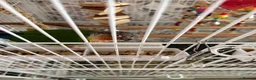 Conures birds for sale: Lovely male conure for sale - Advert 4