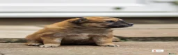 Mixed Breed dogs for sale: Italian Volpino puppies 🦊 - Advert 3