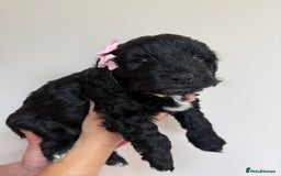Cockapoo dogs for sale: F1 Cockerpoo's  - Image 8