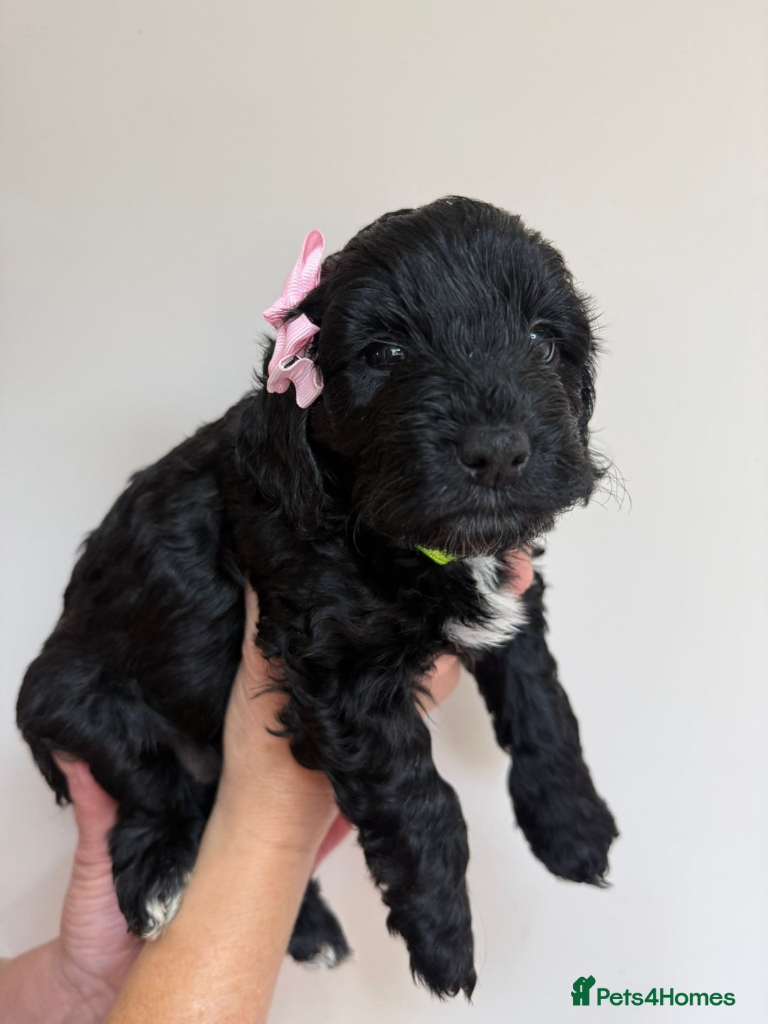 Cockapoo dogs for sale: F1 Cockerpoo's  - Image 8