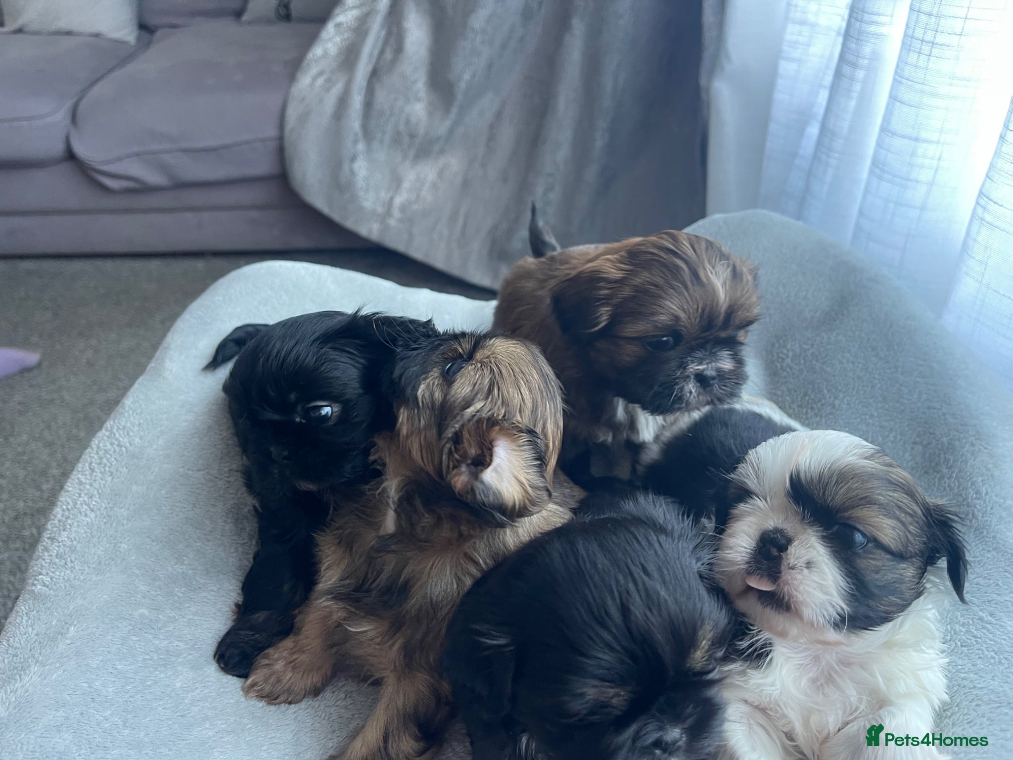 Shih Tzu dogs Imperial Shih Tzu babies  - Advert 1