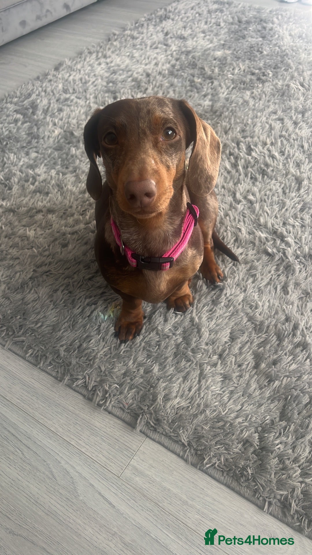 Dachshund dogs grey & white boy. Chocolate brown girl - Advert 1