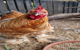 Chickens poultry for sale: Brahma Cockrels for sale  - Image 4