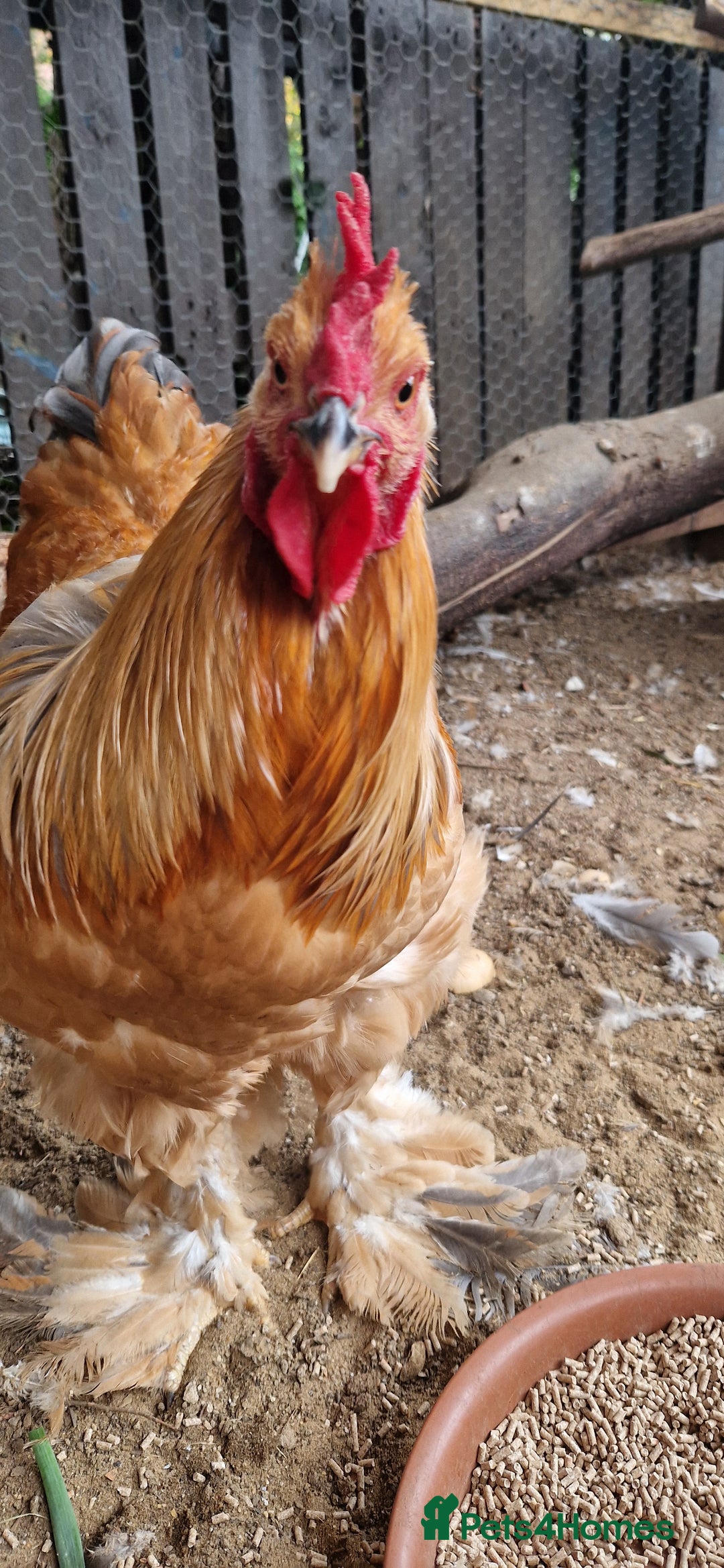 Chickens poultry for sale: Brahma Cockrels for sale  - Image 4