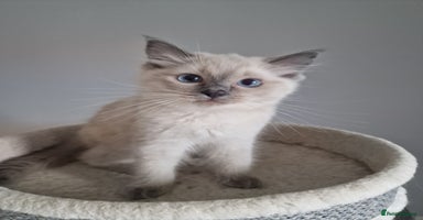 Ragdoll cats - Advert 9