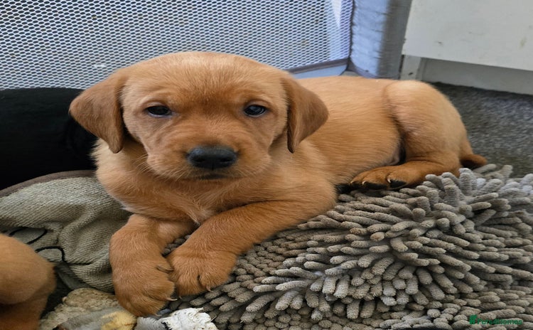 Labrador Retriever dogs - Advert 1
