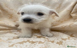 West Highland Terrier dogs for sale: West highland terriers - Image 3