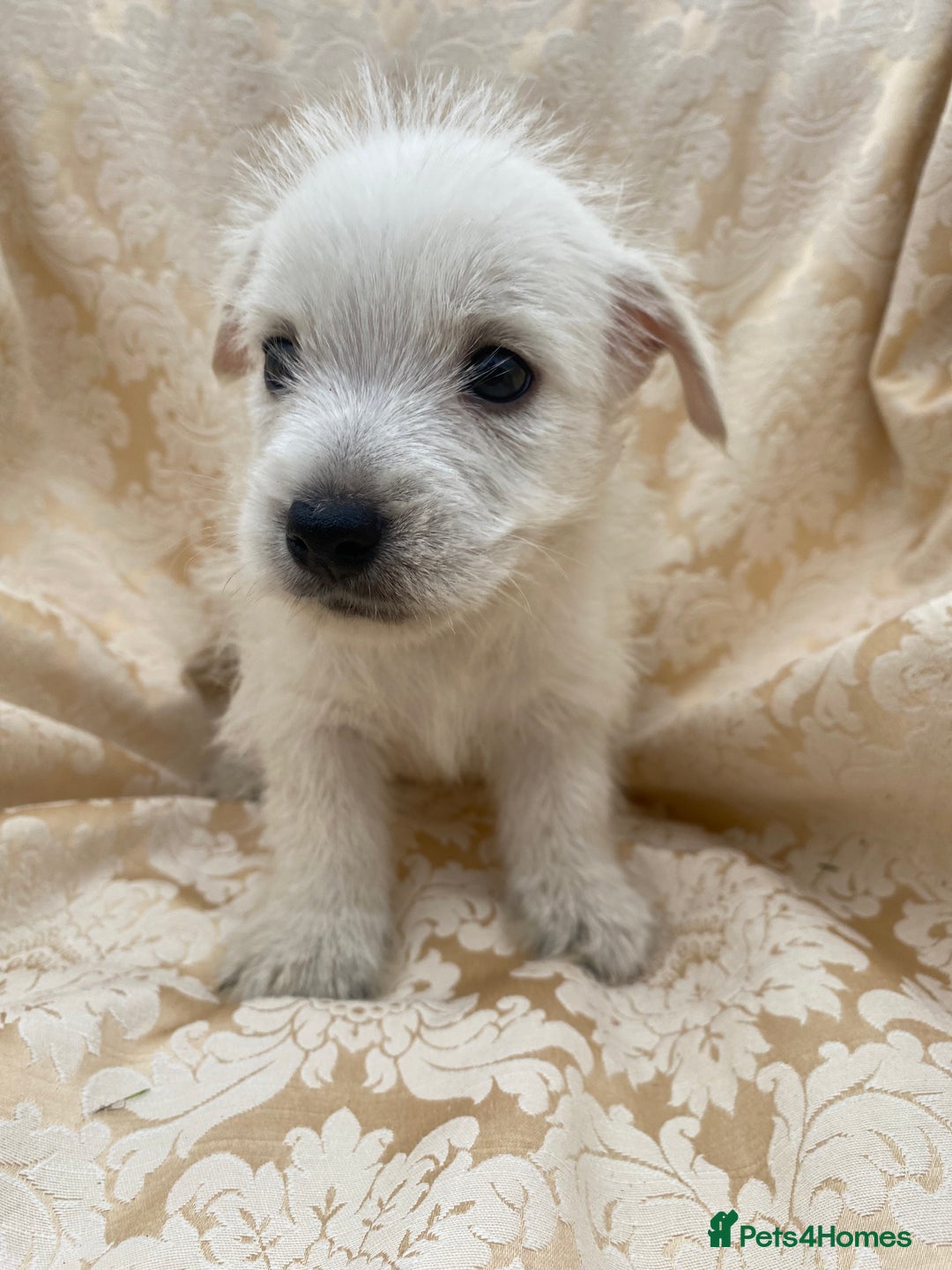 West Highland Terrier dogs for sale: West highland terriers - Image 3