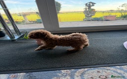 Toy Poodle dogs for sale: Quality fox red toy poodle male puppy - Advert 3