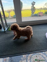 Toy Poodle dogs Quality fox red toy poodle male puppy - Advert 2