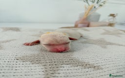 Goldador dogs for sale: A Special Litter of Goldador Puppies - Image 13