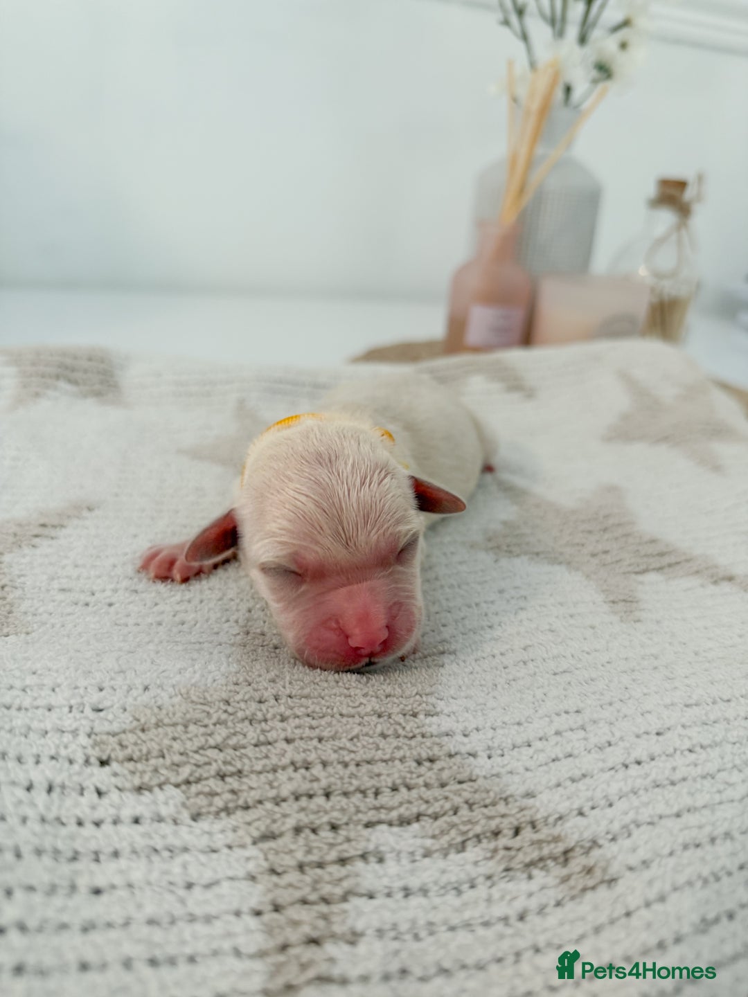 Goldador dogs for sale: A Special Litter of Goldador Puppies - Image 13
