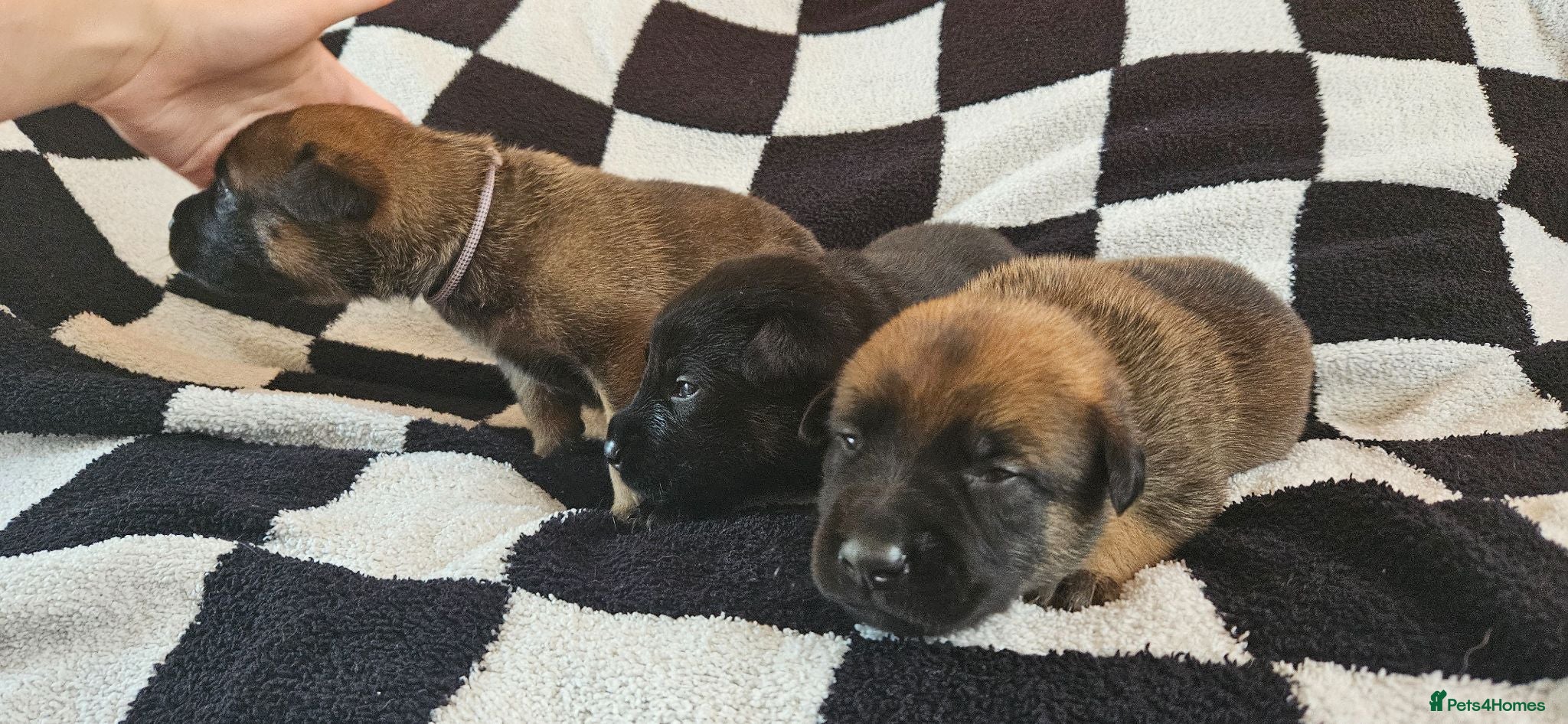 Belgian Shepherd Dog dogs BRN Dutch Herder Puppies (3 left!) - Advert 1