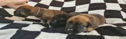 Belgian Shepherd Dog dogs for sale: BRN Dutch Herder Puppies (3 left!) - Advert 1