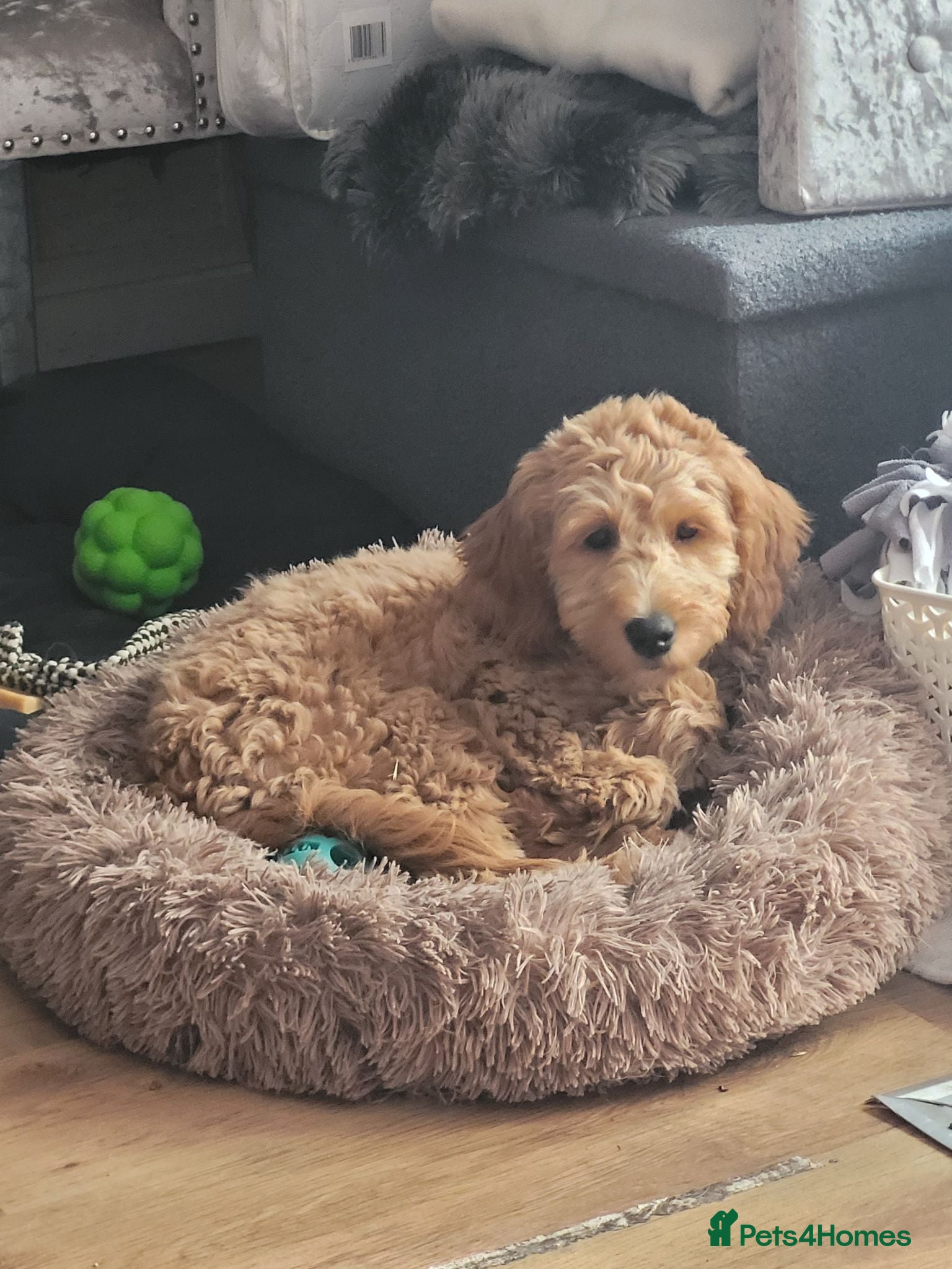 Goldendoodle dogs Goldendoodle female seeks fab new home - Advert 3