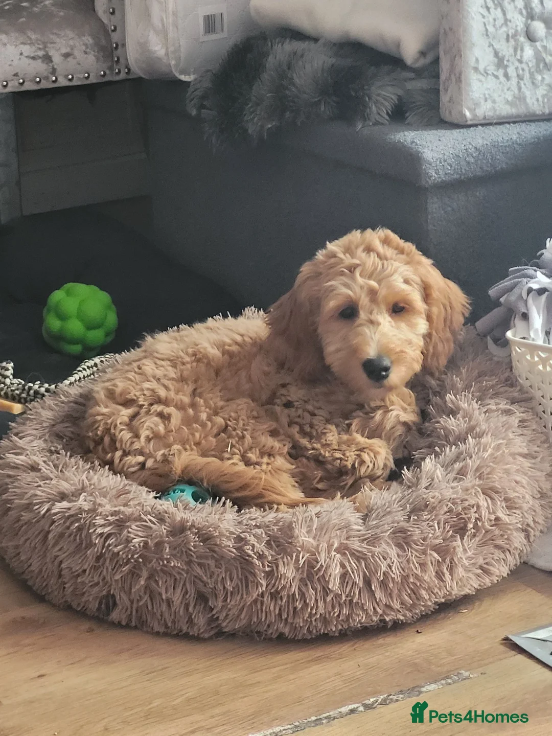 Goldendoodle dogs for sale: Goldendoodle female seeks fab new home - Advert 1
