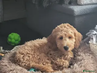 Goldendoodle dogs Goldendoodle female seeks fab new home - Advert 3