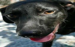 Mixed Breed dogs for adoption: Raisin needs a loving home   - Image 5