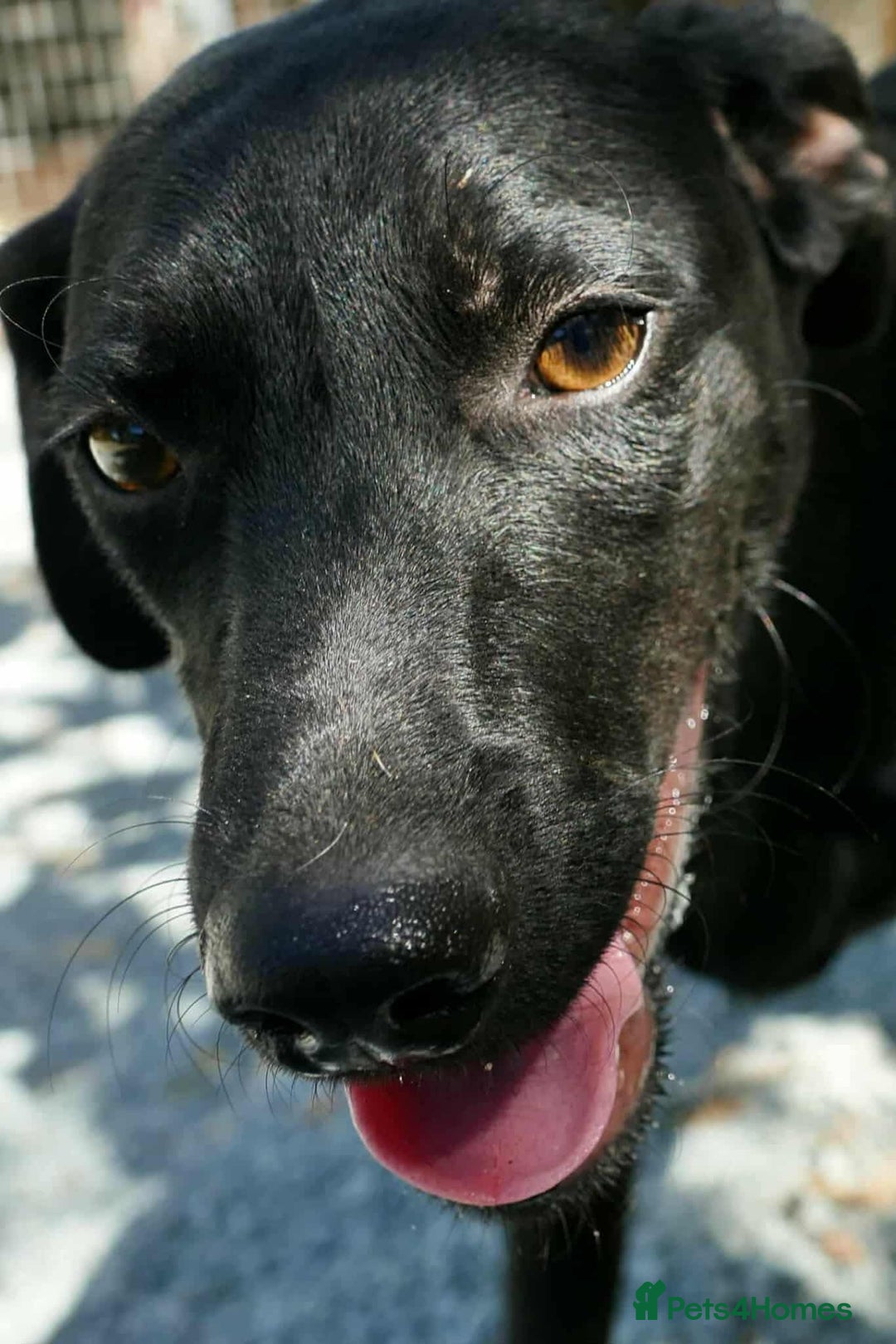 Mixed Breed dogs for adoption: Raisin needs a loving home   - Image 5