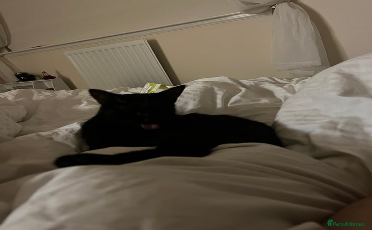 British Shorthair cats - Advert 4