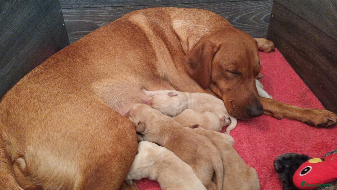 Labrador Retriever dogs for sale: Beautiful Labrador puppies - Image 2