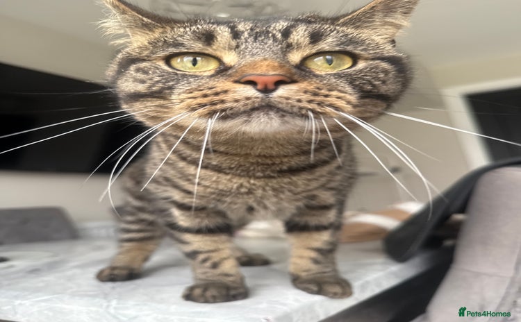 Mixed Breed cats - Advert 11