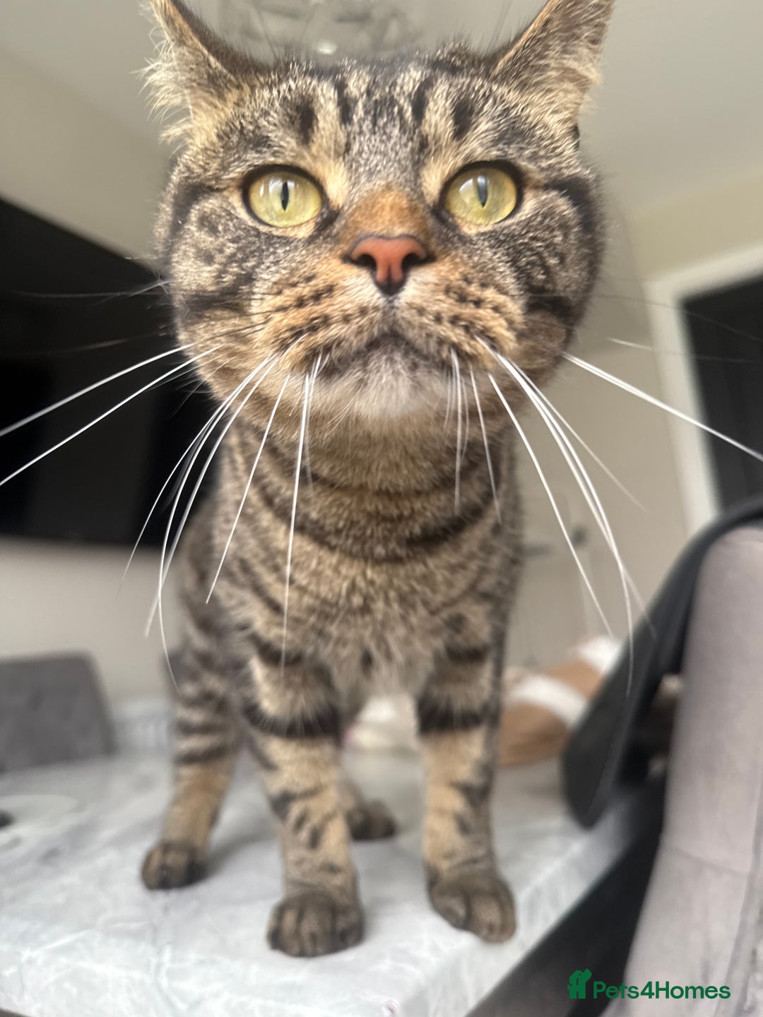 Mixed Breed cats for sale: Sad sale - Image 1