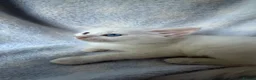 Ragdoll cats for sale: Stunning Ragdoll kittens Blue Colourpoint  - Advert 3