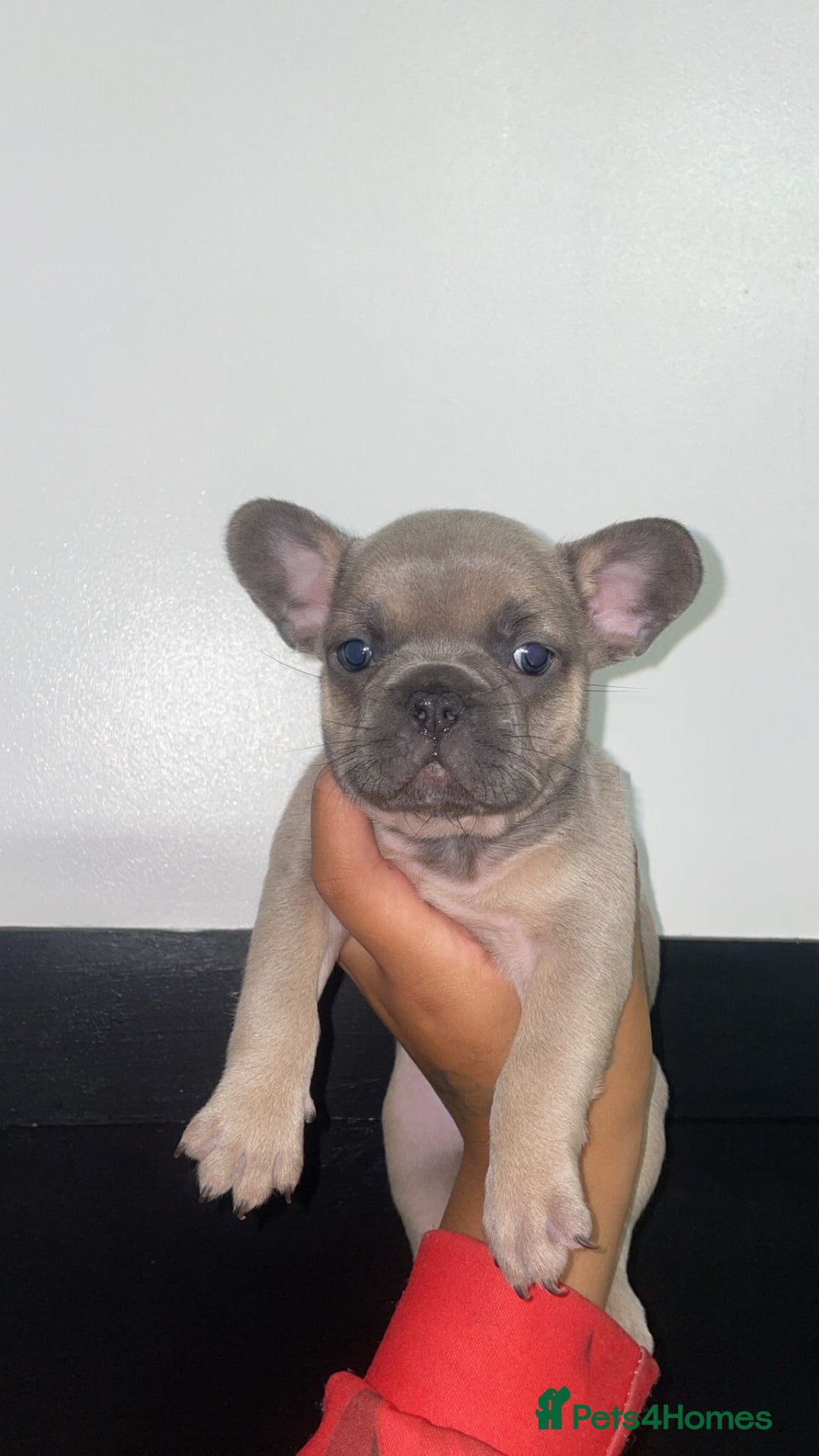 French Bulldog dogs for sale: Tri french bulldogs  - Image 8