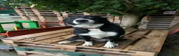 Border Collie dogs for sale: 7 Border Collie ISDS Registered Pups for Sale - Advert 8
