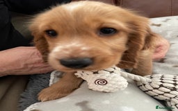 Cocker Spaniel dogs for sale:  Cocker spaniel puppies  - Advert 6