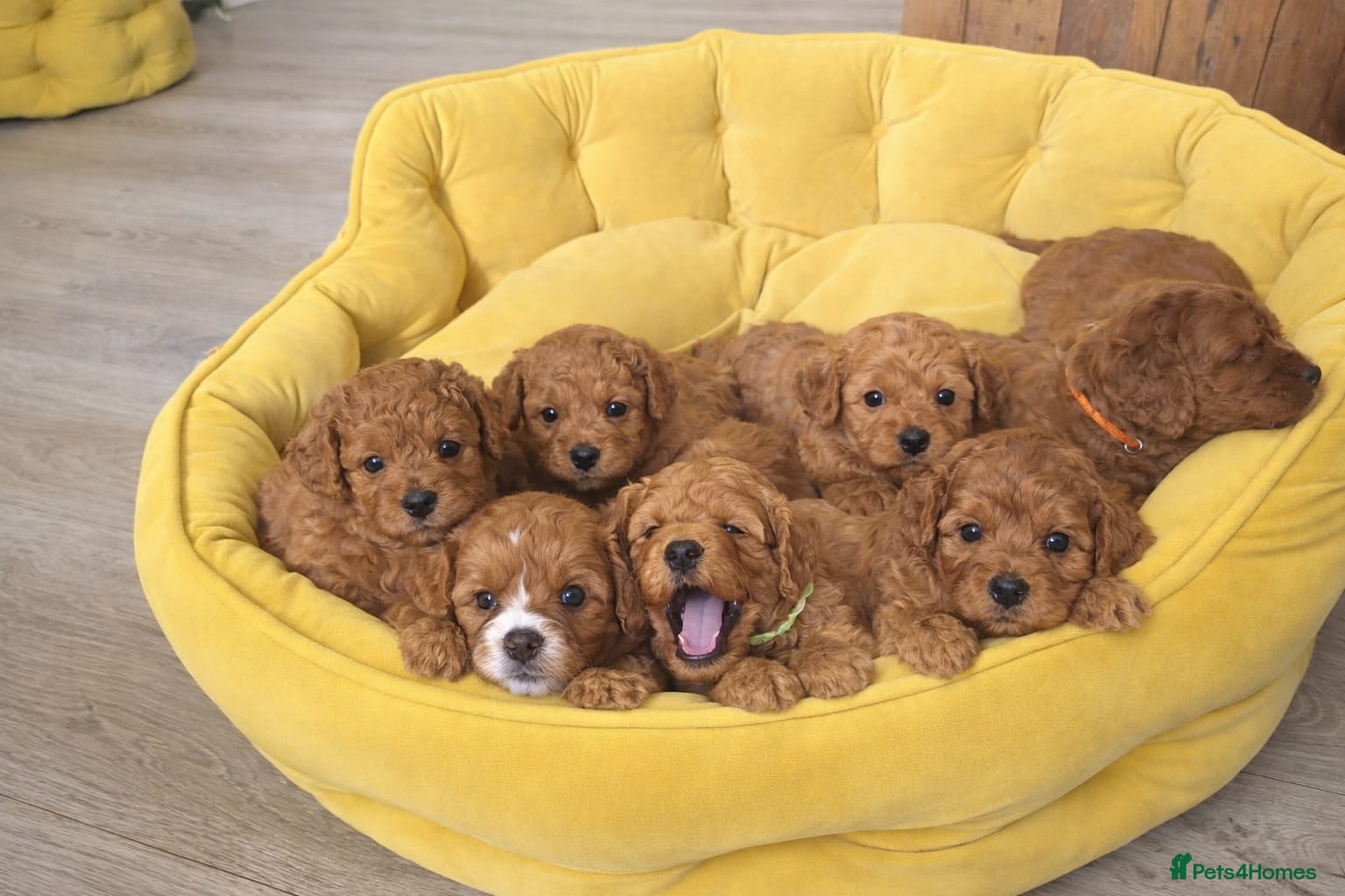 Cavapoo dogs Adorable Red F1B Cavapoo puppies (5M & 3F) - Advert 1