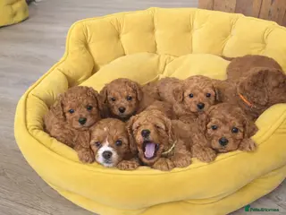 Cavapoo dogs Adorable Red F1B Cavapoo puppies (5M & 3F) - Advert 1