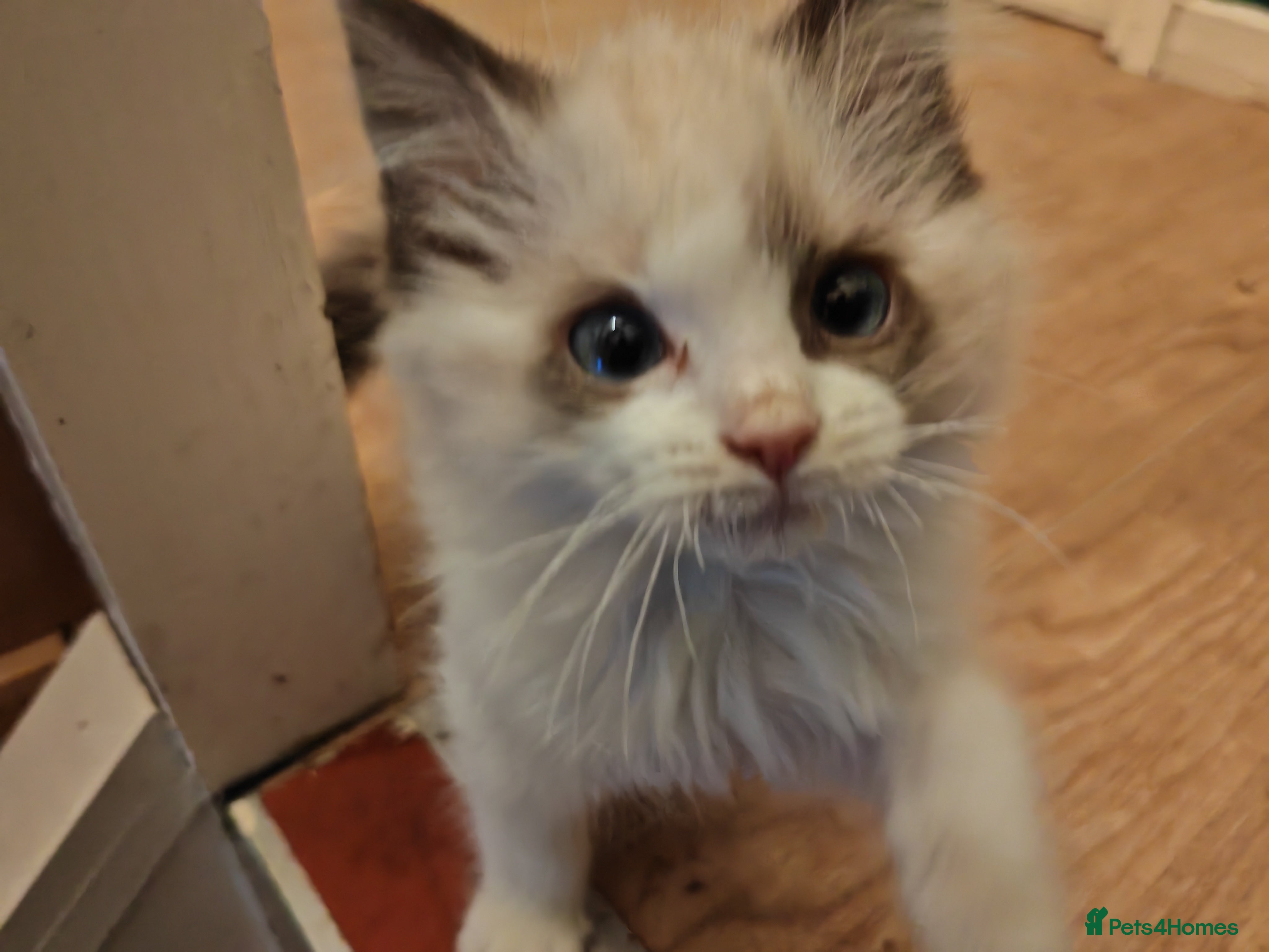 Ragdoll cats Ragdoll kittens ready for a new home! - Advert 3