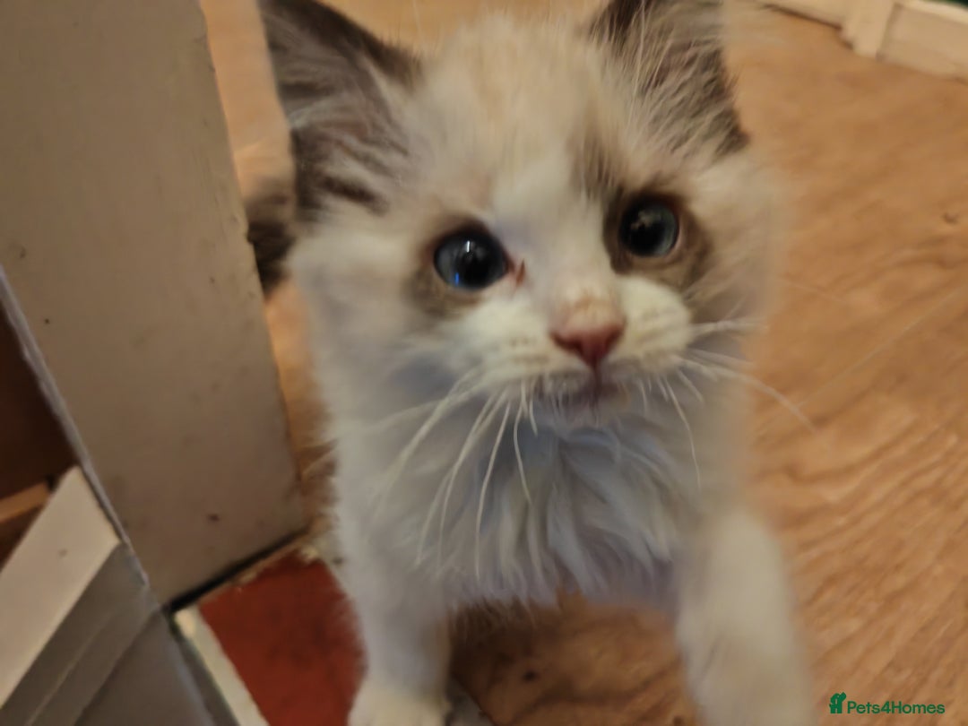 Ragdoll cats for sale: Ragdoll kittens ready for a new home! - Advert 1