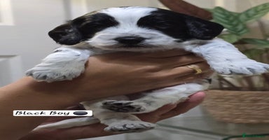 Cockapoo dogs - Advert 7