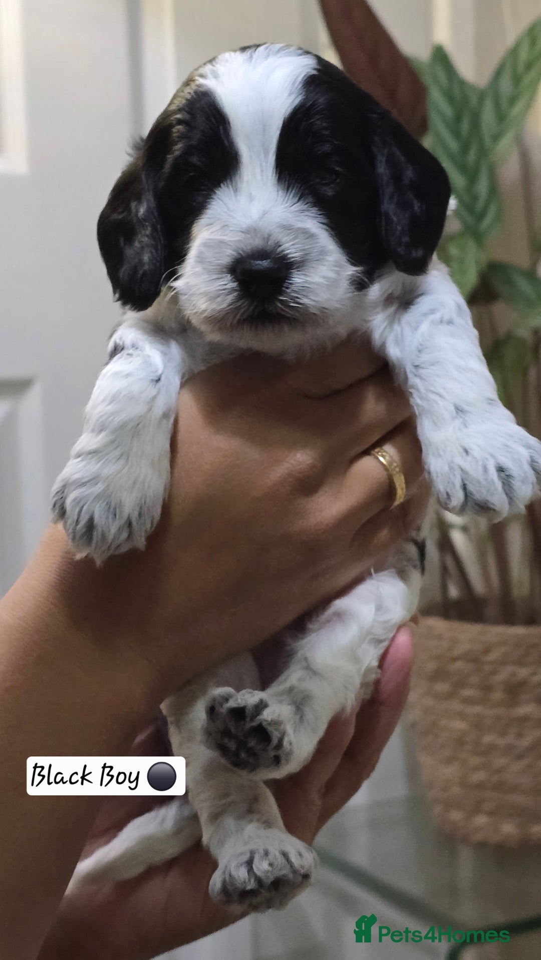 Cockapoo dogs for sale: Cockapoo Puppies Extensive Health Tested - Image 5