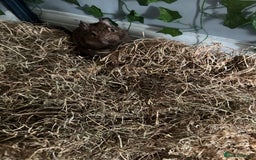 Degus rodents for sale: 2 Degus brothers for sale age 1.5 years - Image 7